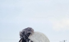 国模小黎第三套